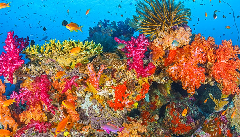 Rainbow Reef, Fiji