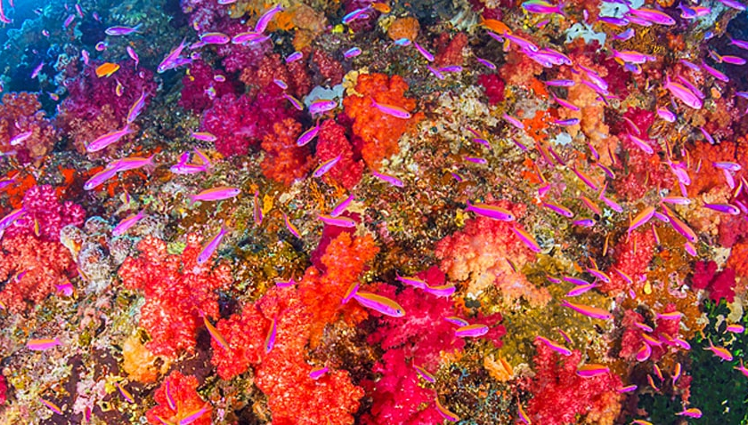 Rainbow Reef, Fiji